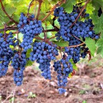 Minőségi szőlő oltvány